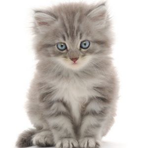 Meet your Posher, Krazy